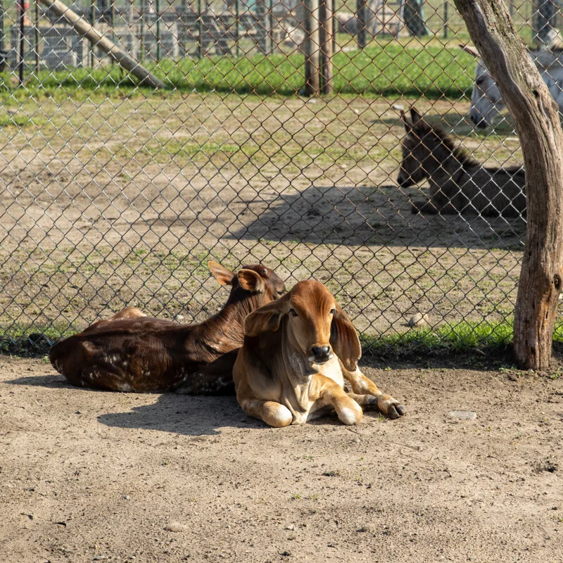 Gallery — Dutch Creek Farm Animal Park